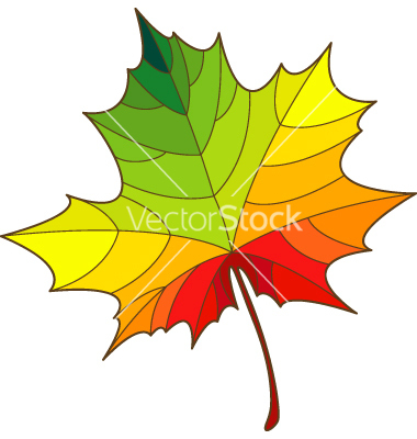 Maple Leaf Vector