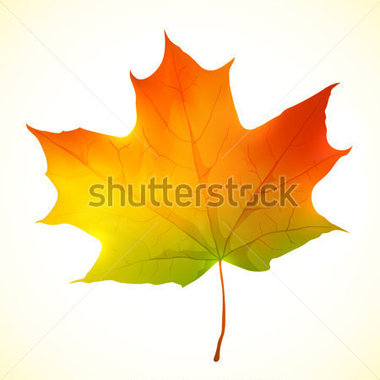 Maple Leaf Vector