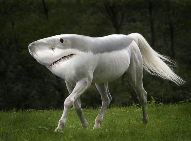 Shark Horse Hybrid