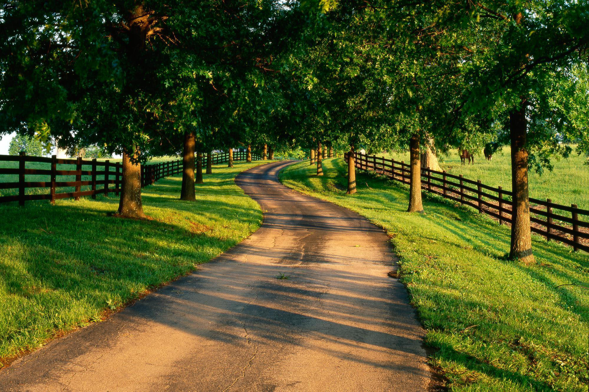 Summer Country Road