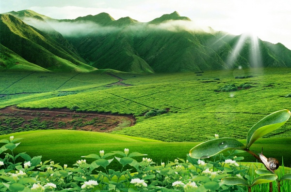 Tea Garden Landscape