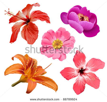 Tropical Exotic Hibiscus Flower