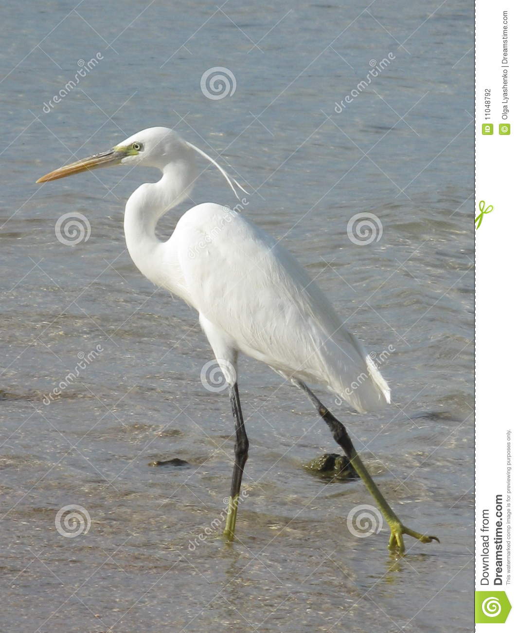 White Heron