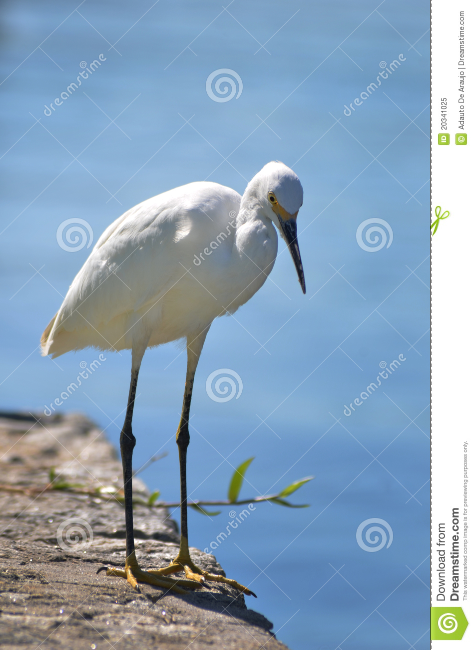 White Heron