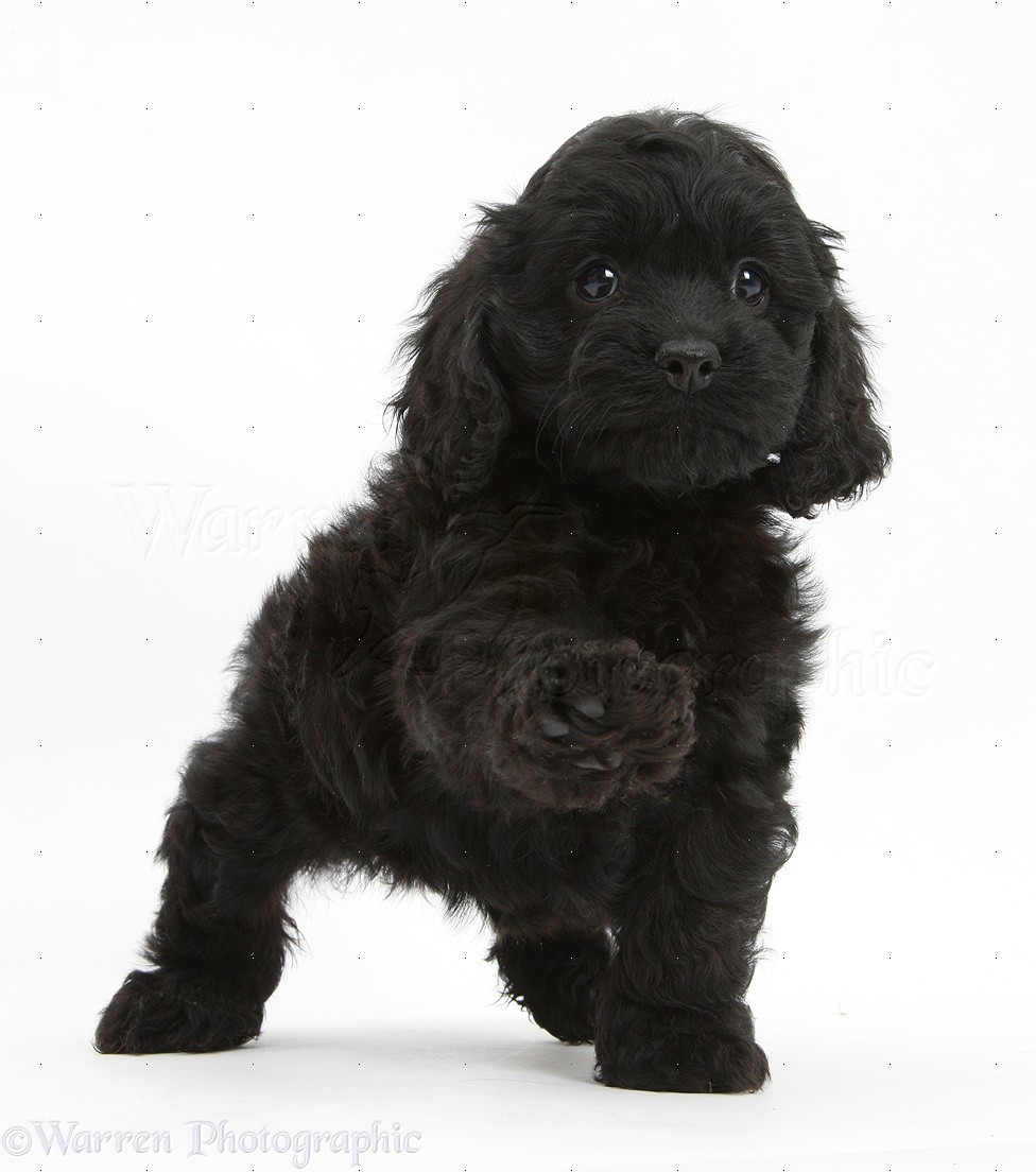 Black Cockapoo Puppy