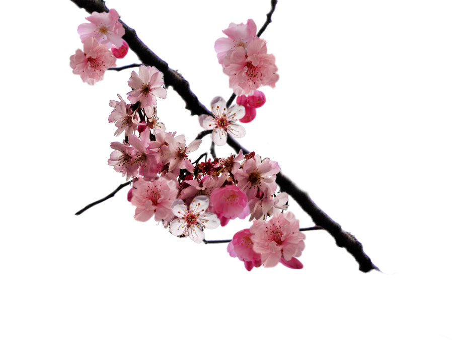 Cherry Blossom Branch Art