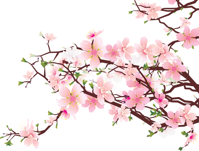 Cherry Blossom Clip Art