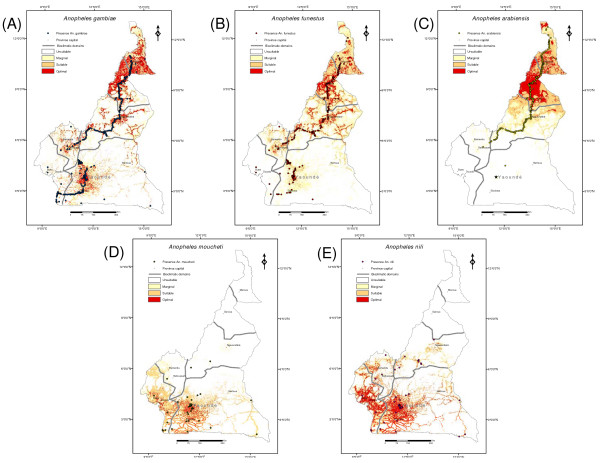 Differentiating Malaria Species