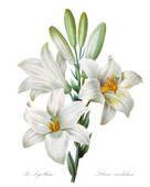 Easter Lilies Flowers Clip Art