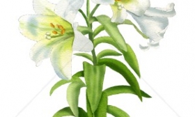 Easter Lily Clip Art Free