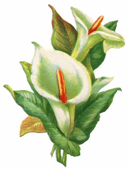 Easter Lily Clip Art Free