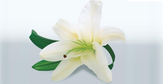 17 Photos of Easter Lily Vector