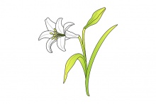 Easter Lily Pattern