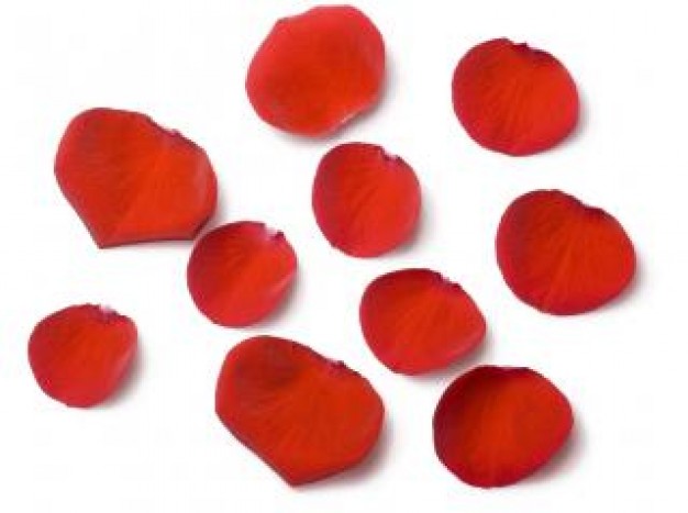 Free Red Rose Petals Scattered