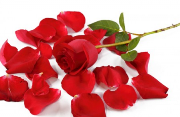 Free Red Rose Petals
