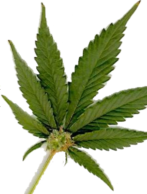 19 Weed Official PSDs Images - Marijuana Leaf Graphics, Weed PSD and