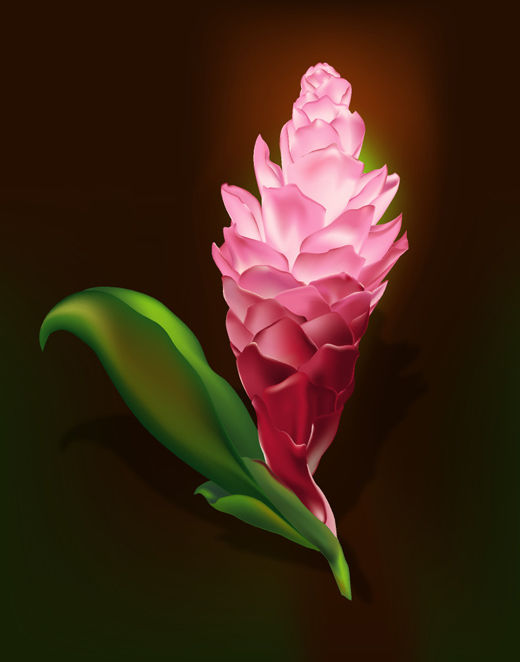 Ginger Lily Flower