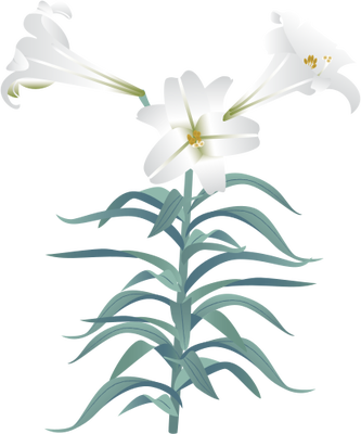 Illustrations Easter Lily
