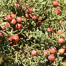 Juniper Berries Picture