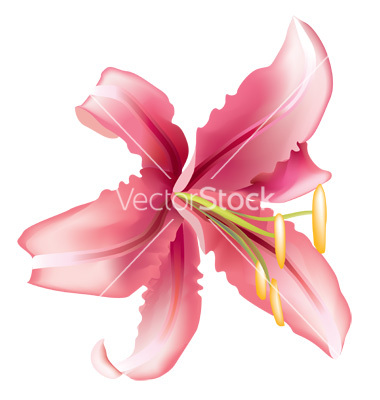 Lily Vector Designs