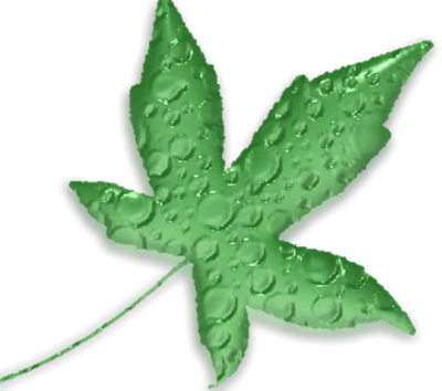 Marijuana Leaf PSD Marijuana Leaf PSD