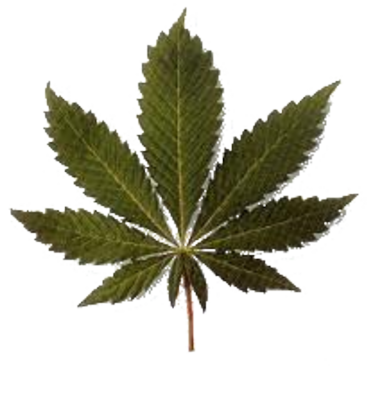 Marijuana Plant PSD Marijuana Plant PSD