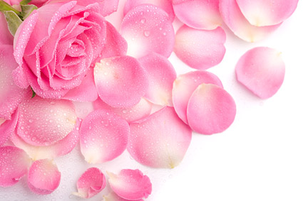 Pink Rose Petals Pink Rose Petals