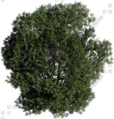 Plan View Trees Photoshop Texture Plan View Trees Photoshop Texture