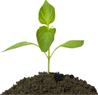PSD Flower Plants PSD Flower Plants