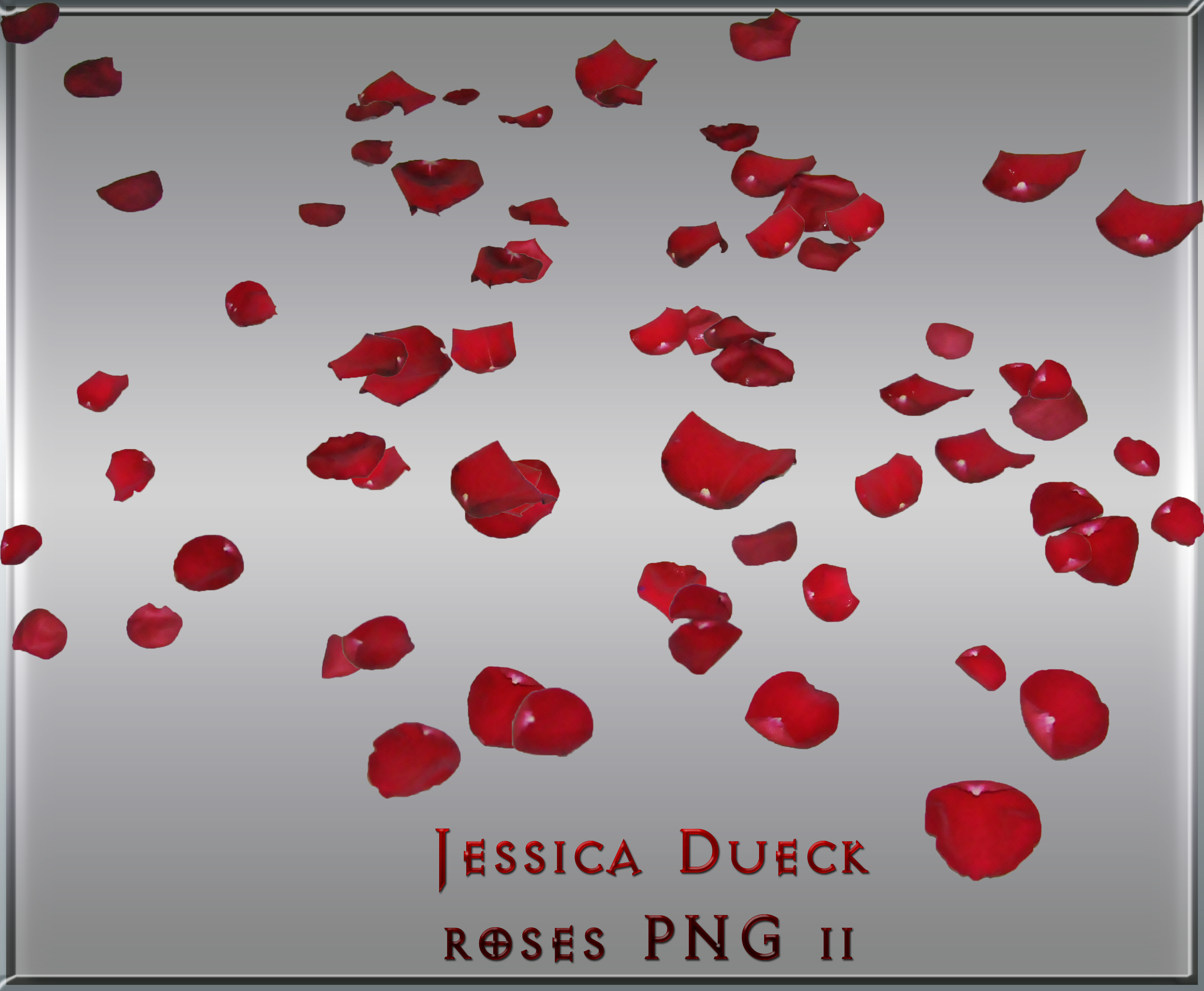 Red Rose Petals Falling