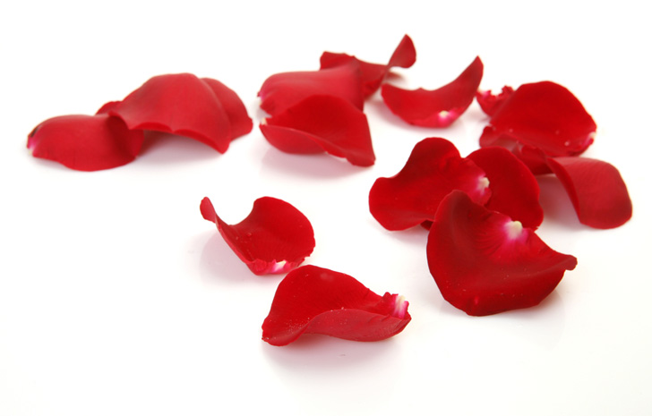 Red Rose Petals Falling