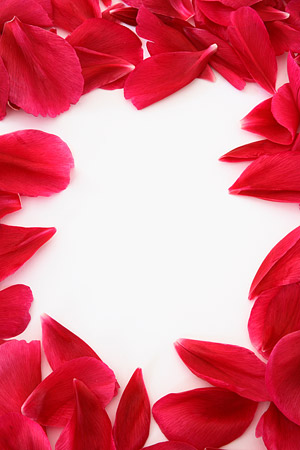 Red Rose Petals Red Rose Petals