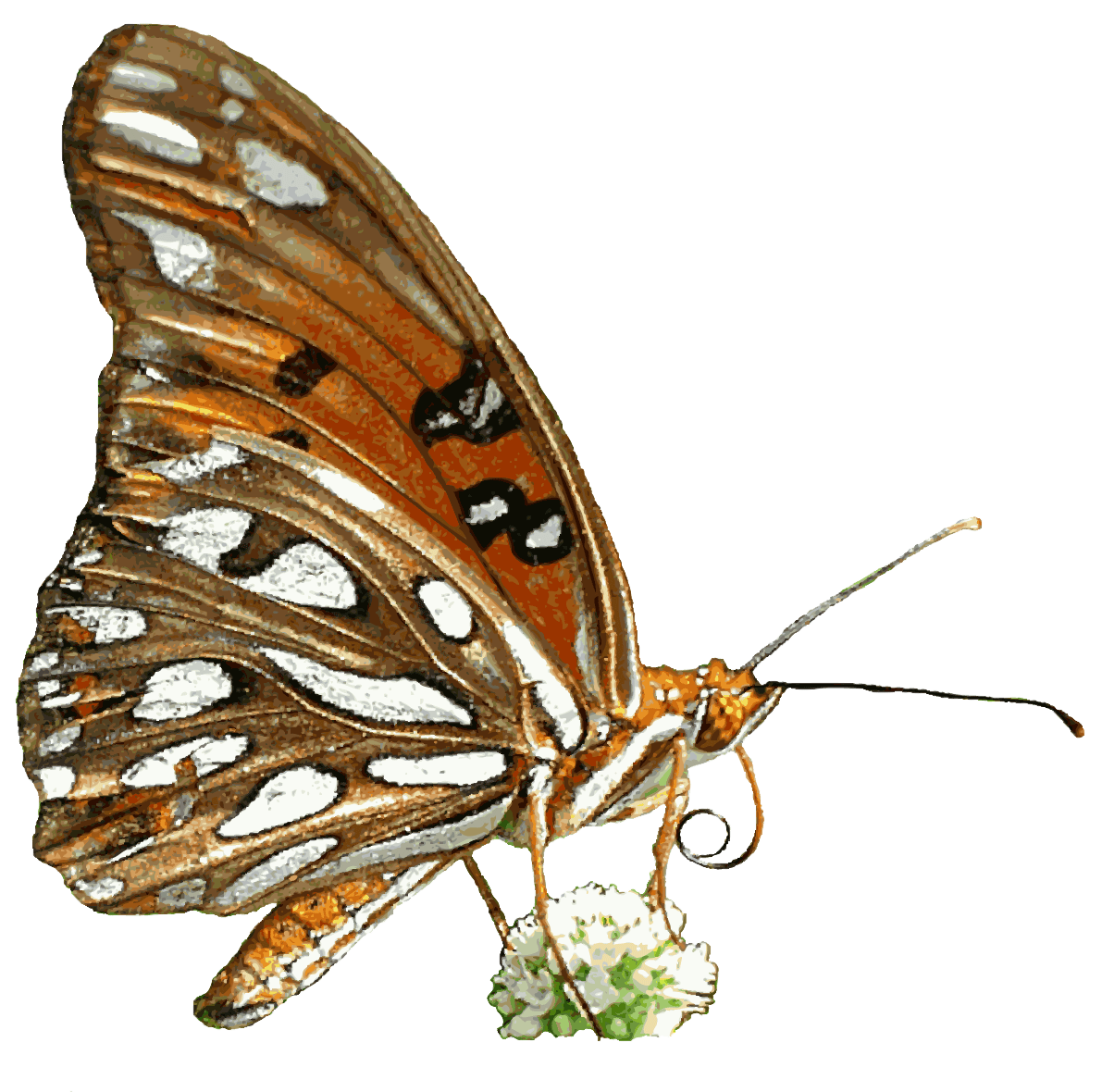 Transparent Animated Butterflies