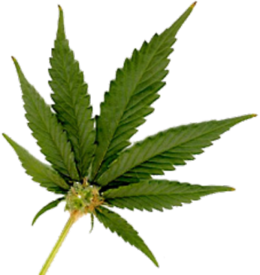 Transparent Marijuana Leaf Transparent Marijuana Leaf