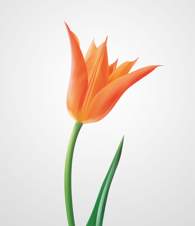 Tulip Clip Art Vector