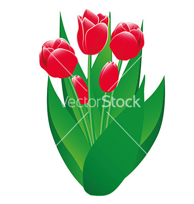 Tulip Vector Art Free