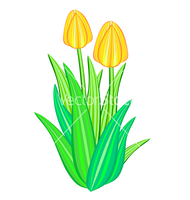 Tulips Flower Vector