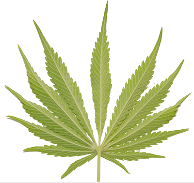 Weed Leaf PSD Weed Leaf PSD