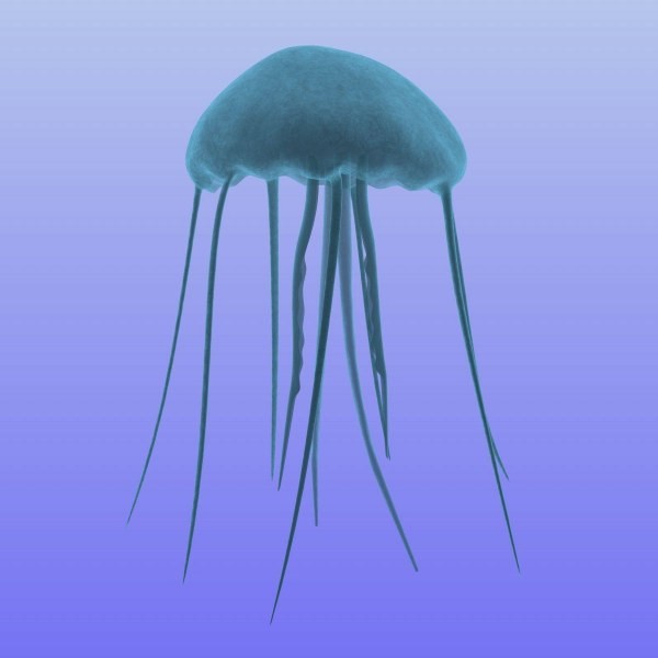 3D Jellyfish Model
