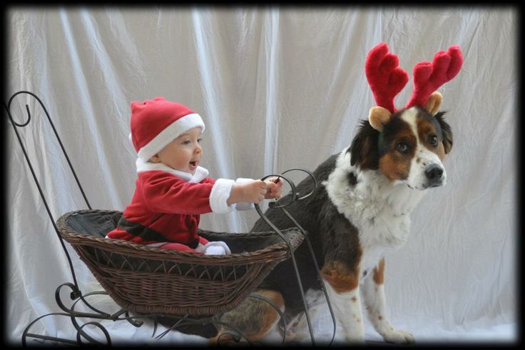 Christmas Card Ideas with Baby and Dog