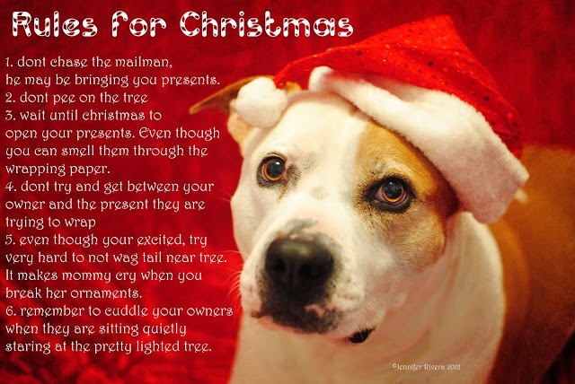Christmas Dog Rules