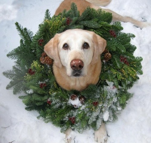 Cute Christmas Card Ideas with Dogs