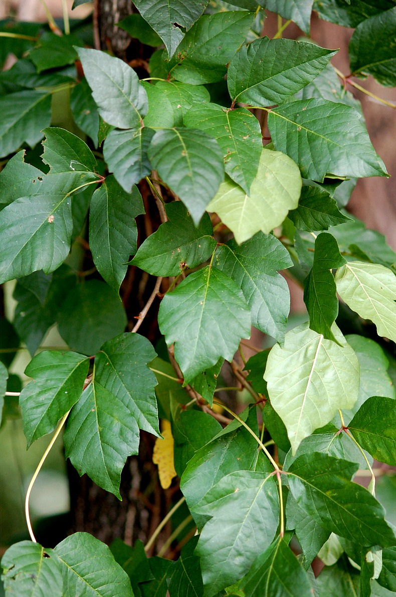 Different Poison Ivy Plants