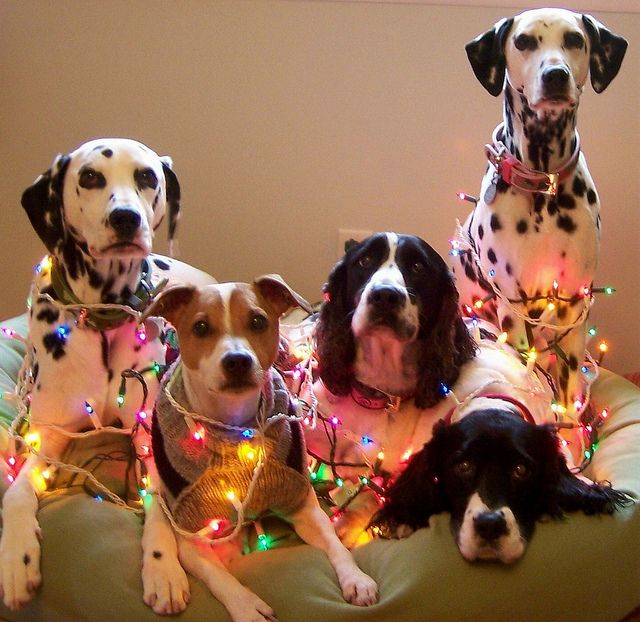 Dog Christmas Card Idea