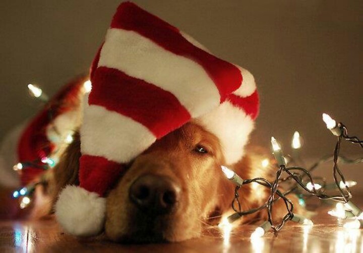 Dog Christmas Card Ideas with Lights