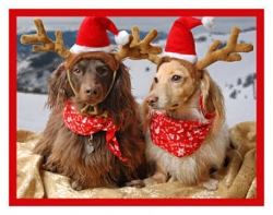 Dog Christmas Outfits and Costumes