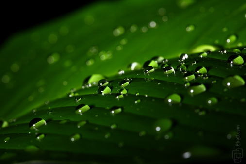 Environment Green Leaves Plants