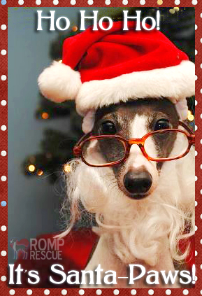 Funny Christmas Card Ideas with Dog