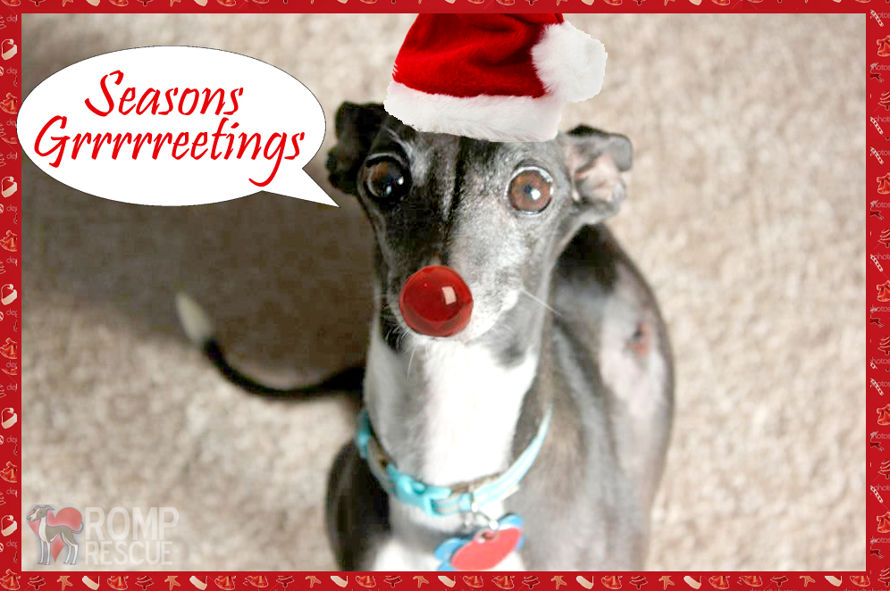 Funny Pet Christmas Card Ideas