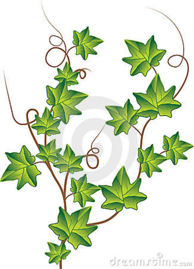 Green Ivy Clip Art